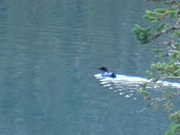 A Loon - Love their calls echoing across the lake.