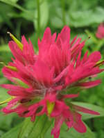 Indian Paintbrush