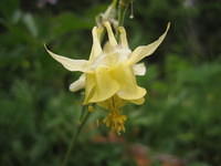 Alpine columbine