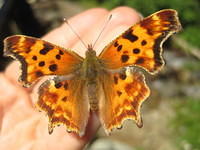 Beautiful butterflies landing all over us.