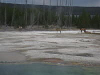 Elk walking alongside the Geyser Basin