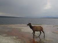 Elk alongside Yellowstone Lake