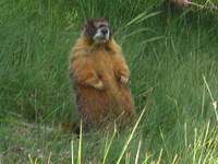 yellow bellied marmot