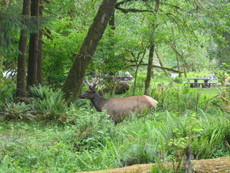 Olympic National Park, WA 2008