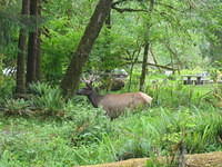 Roosevelt Elk