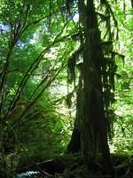 Moss and Lichen in the trees