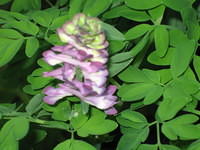 Western Corydalis