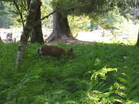 Mule deer doe