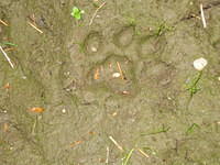 Bobcat footprint