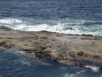 Seals lounging in the sun