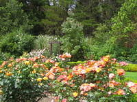 Rose garden