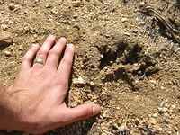 Mtn_Lion_Track.JPG