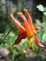 Crimson Columbine