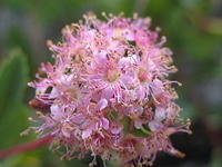 Spirea