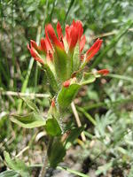 Indian Paintbrush