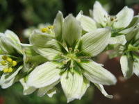 Corn Lily flower