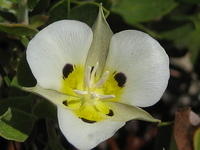 Miraposa Lily