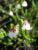 White Heather