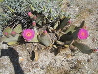 Beaver tail cactus