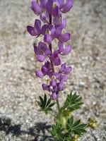 Desert Lupine