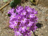 Desert Sand Verbena