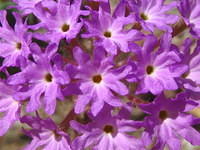 Sand verbena