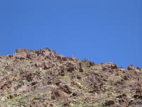 Bighorn sheep up on the peak