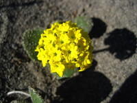 Sand Verbena