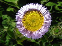 Seaside Daisy