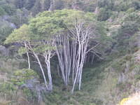 This little forest looked so cool.  It was so dark in the valley with these bright white trunks.