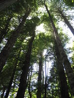 Looking up at the redwoods