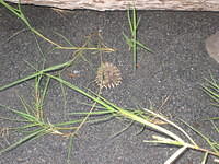 A timber rattlesnake.  One of 16 snakes we found on this hike.  Luckily only 2 were rattlers.