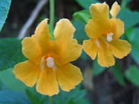 Orange monkey flower