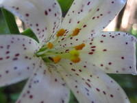 Redwood Lily