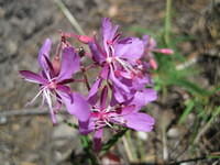 Fireweed