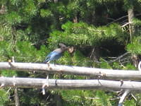 Stellar's Jay