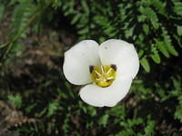 Mariposa Lily