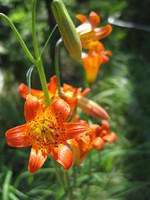 Little Leopard Lily