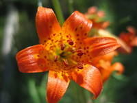 Little Leopard Lily