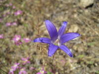 Hiker's Gentian