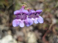 Penstemon