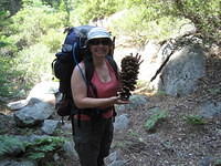 Big Sugar Pine cone