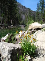 Beautiful sneezeweed flowers along the Tuolumne River