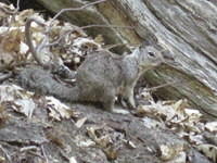 This little squirrel entertained us as we pumped water.