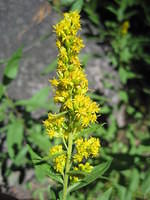 Rabbitbrush