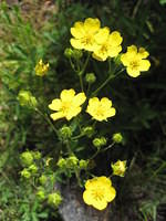 Cinquefoil