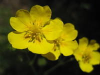 Cinquefoil