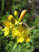 St. John's Wort