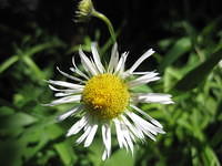 fleabane daisy