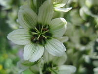 Corn Lily Flower